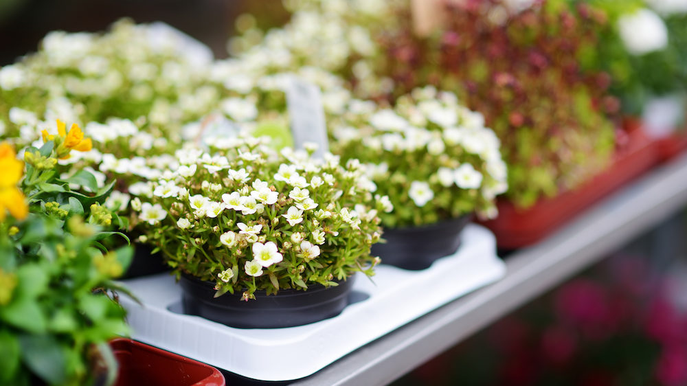 Colorful annual flowers in nursery are one of May's Best Buys for shoppers