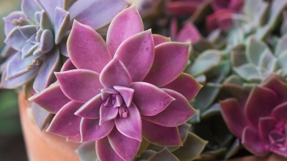Colorful succulent plants in a terra-cotta pot.