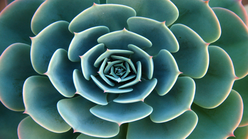 An isolated shot of a green aloe succulent plant that is one of the air purifying plants for the home.