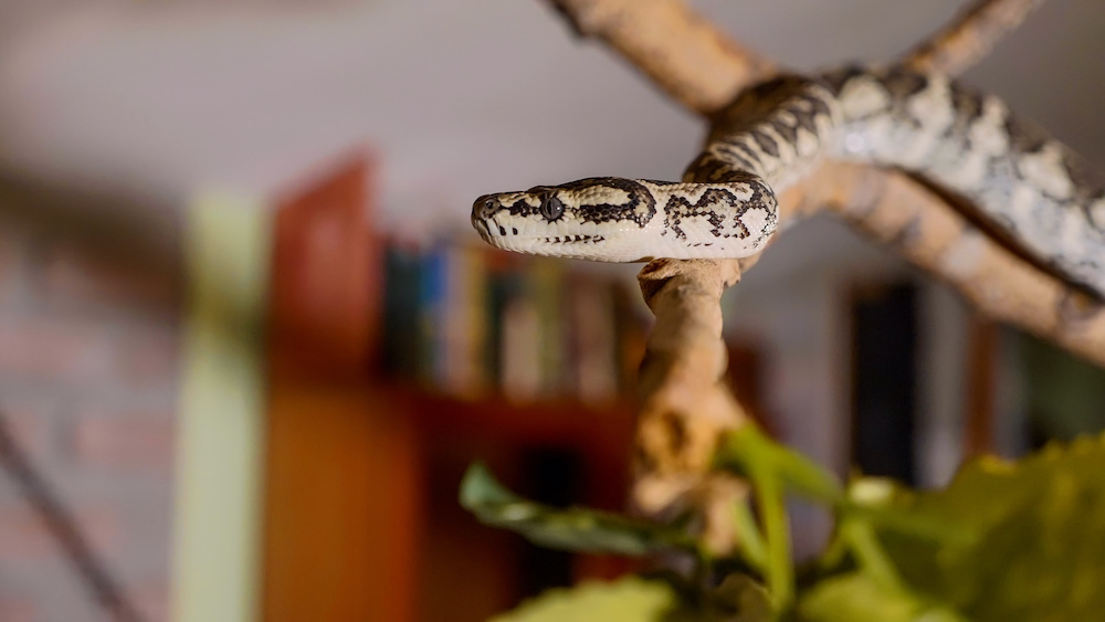 The snake crawls along the branch at home. Reptiles in role of domestic pets concept.