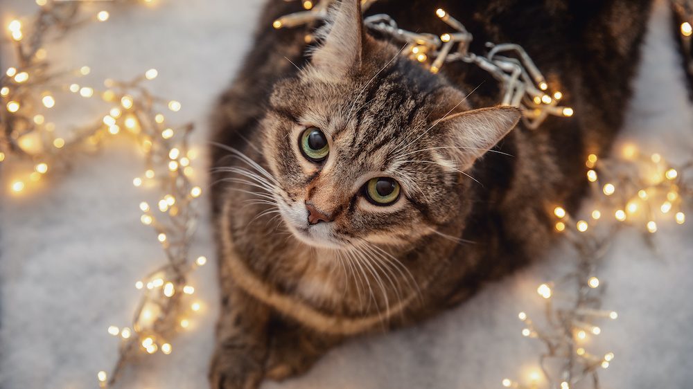 Portrait of brown marble tabby cat with green and yellow eyes laying on snow to show pet safety with holiday decorating.
