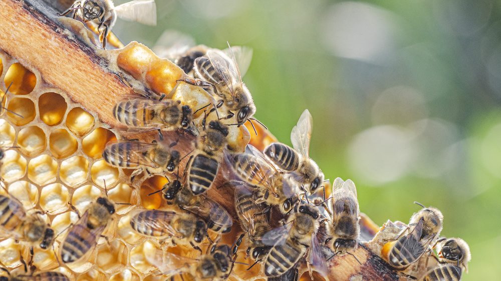 Beekeeping with honey bees pictured on a honeycomb during summertime.