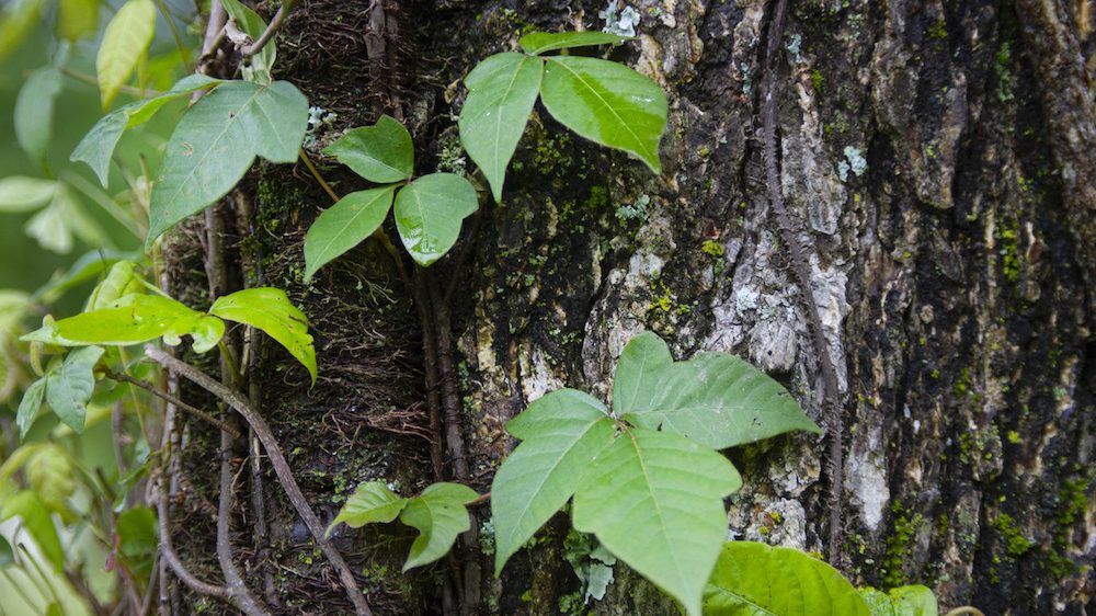 Poison Ivy close-up climbing up a tree.