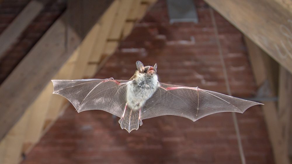 Flying bat action shot of hunting animal on wooden attic.