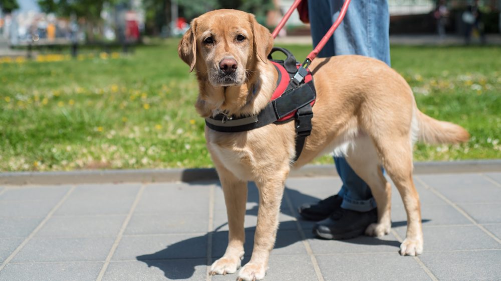 Service animal is helping a blind man in the city.