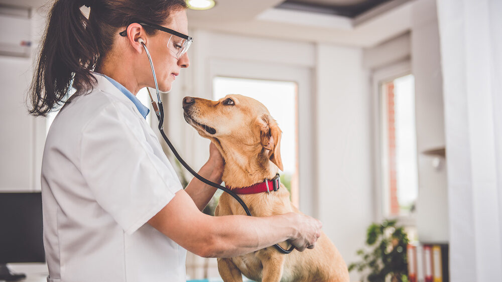Young female veterinarian checking up the dog at the vet clinic.